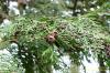Chamaecyparis lawsoniana
